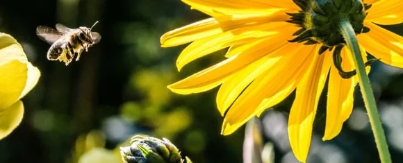 Dia Mundial das Abelhas e a importância delas para o ecossistema